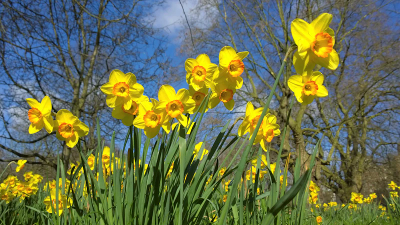 Easter Drive-Thru in La Vergne